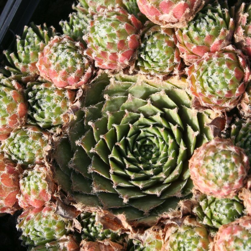 Sempervivum hybr. 'Jade Rose'
