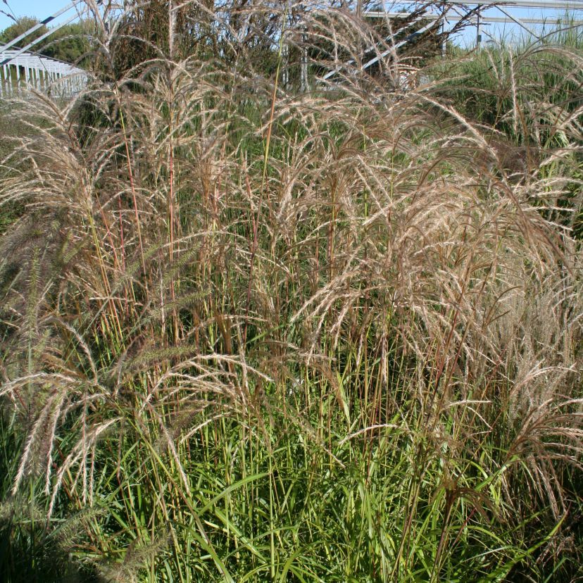 STM - Miscanthus sinensis 'Verneigung'