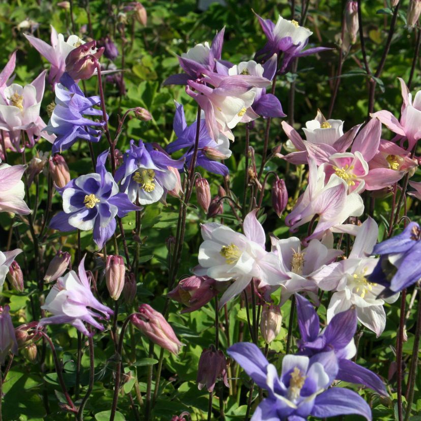 STM - Aquilegia caer. bunt