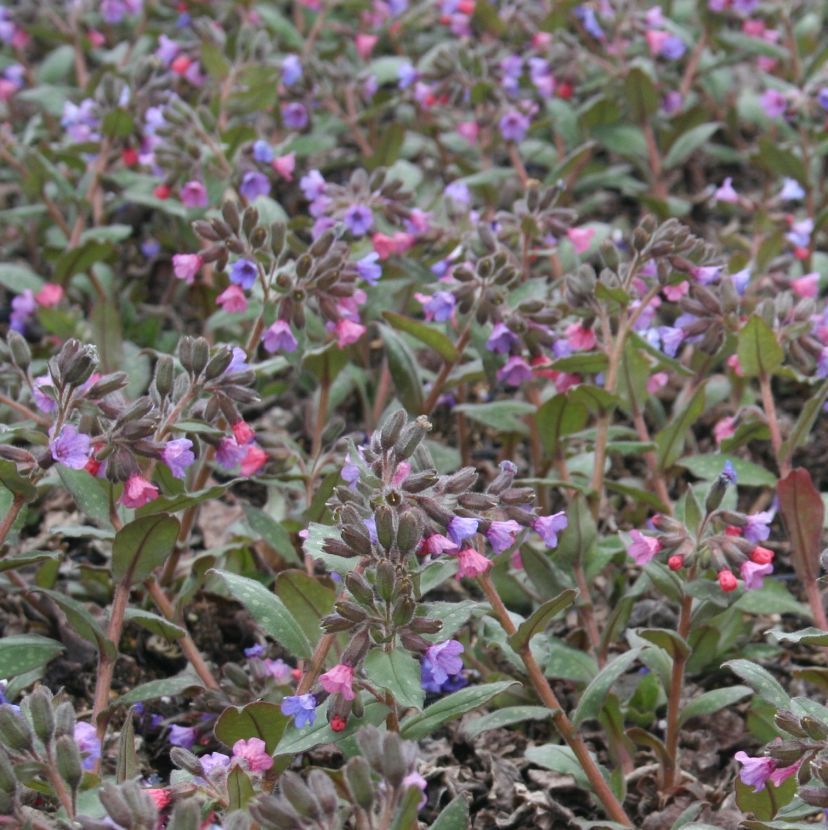 Pulmonaria sacch. 'Mrs. Moon'