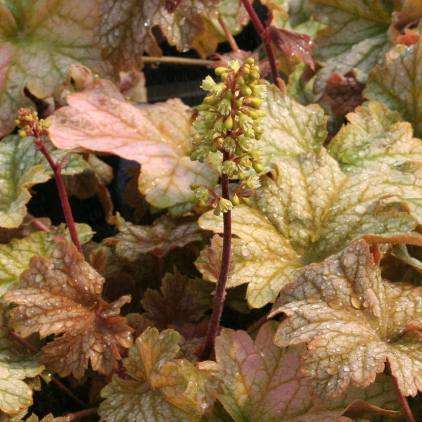 STM - Heuchera hybr. 'Topaz Jazz'