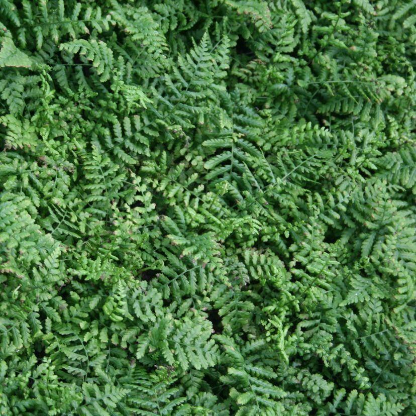 Dryopteris affinis