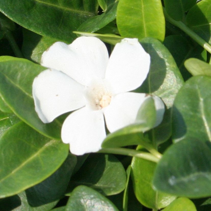 STM - Vinca minor 'Elisa'