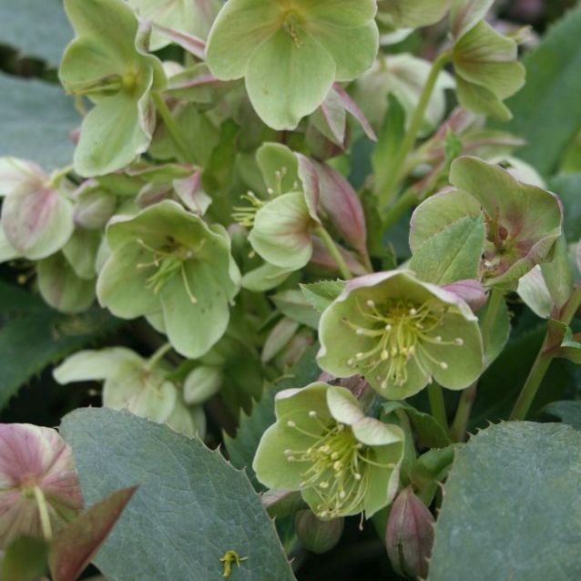 STM - Helleborus x sternii