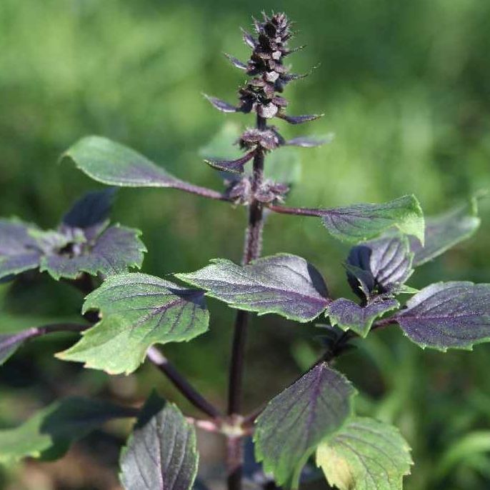 STM - Ocimum hybridum 'Wild Magic'
