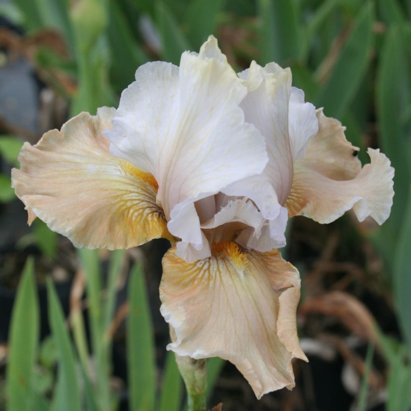 STM - Iris barb.- elat. 'Champangne Elegance'