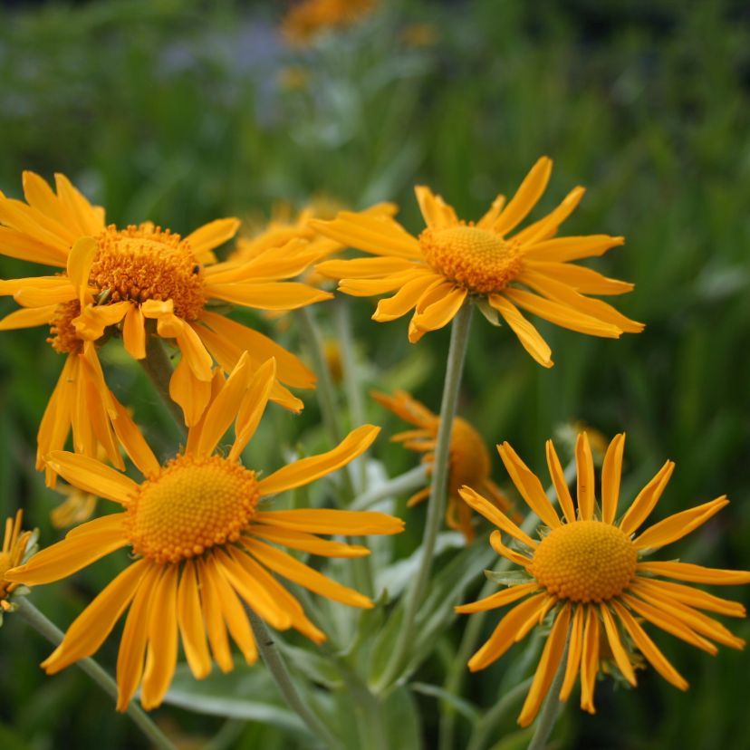 STM - Helenium hoopesii