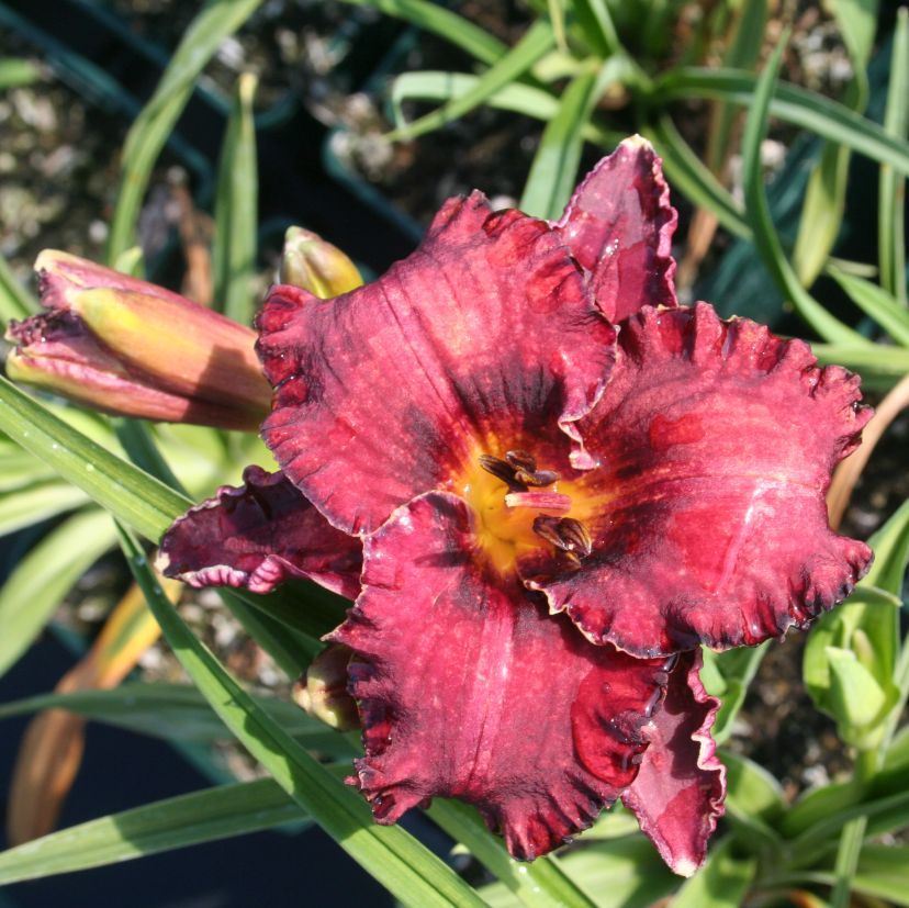 STM - Hemerocallis hybr. 'Berrylicious'