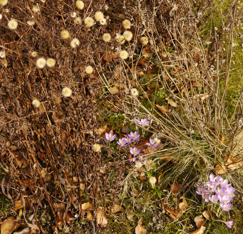 Landhausblüte blau-weiß-rosa - Staudenmischpflanzung als Fertigmischung vorgemischt