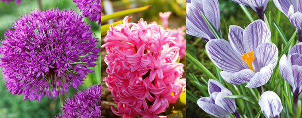 Blau-Rosa-Lila - Wädenswiler Zwiebelmischung