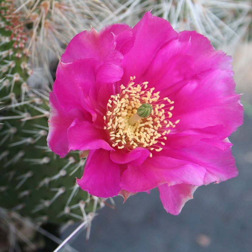 Opuntia polycantha rosa
