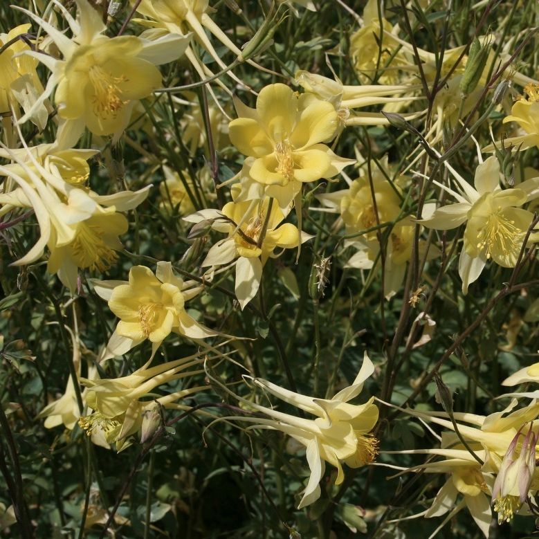 Aquilegia chrysantha 'Yellow Queen'