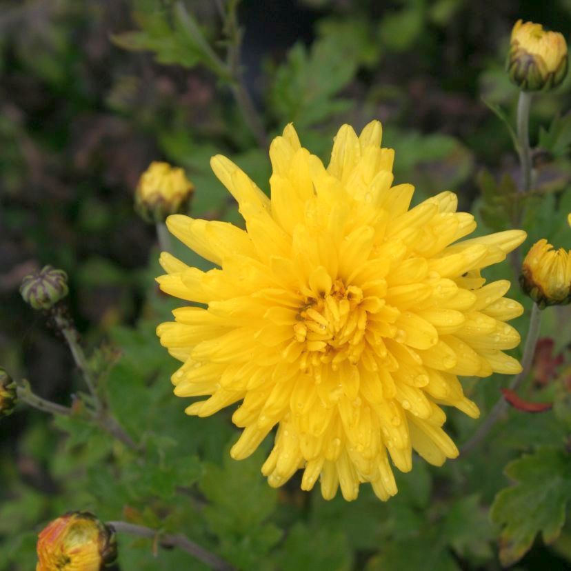 STM - Chrysanth. hort. gelb gef.