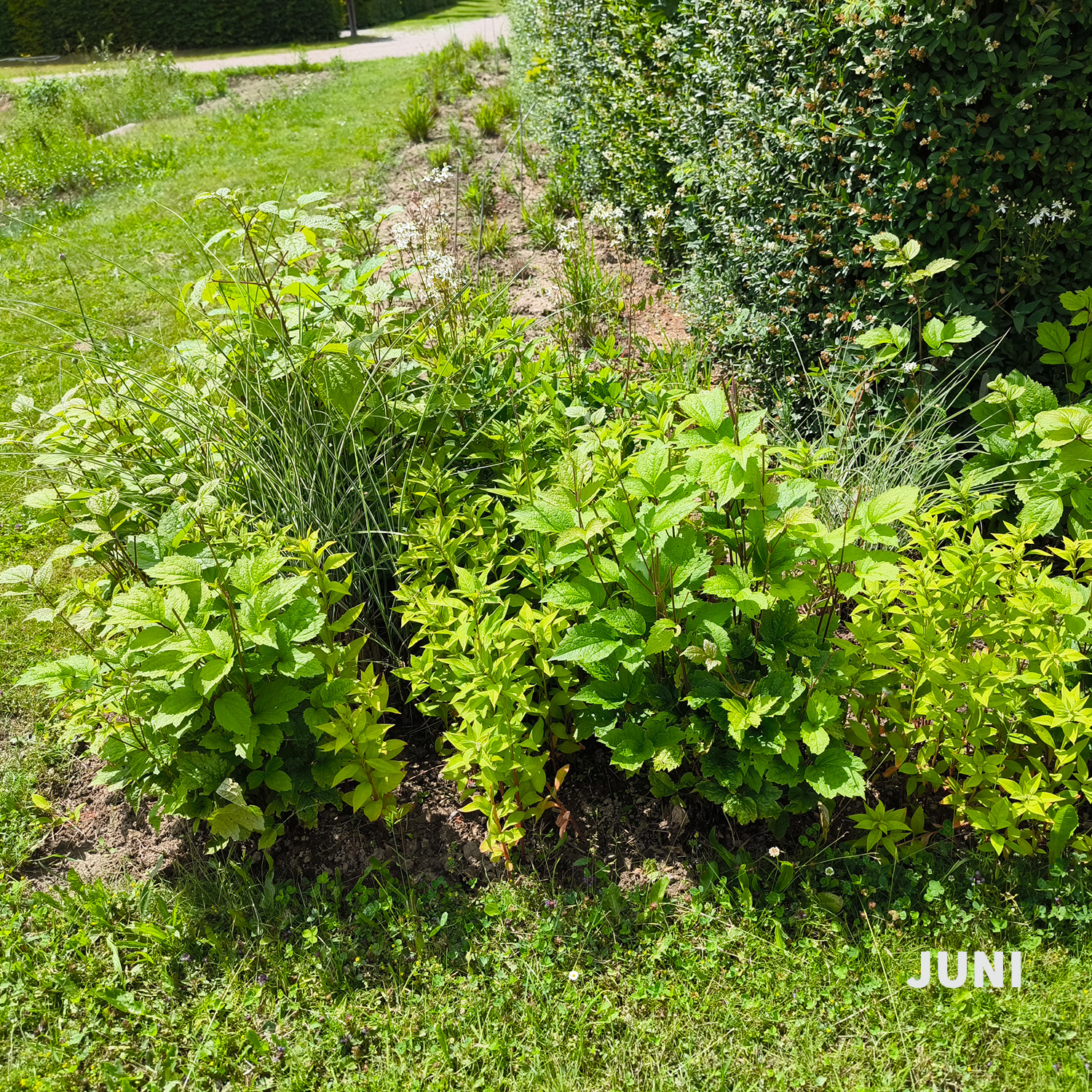 Weiß-dunkelrotes Blatt - Wädenswiler Staudenhecke