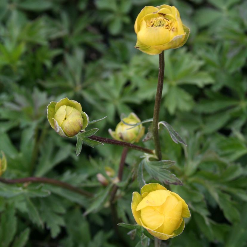 STM - Trollius x cult. 'Lem. Queen'