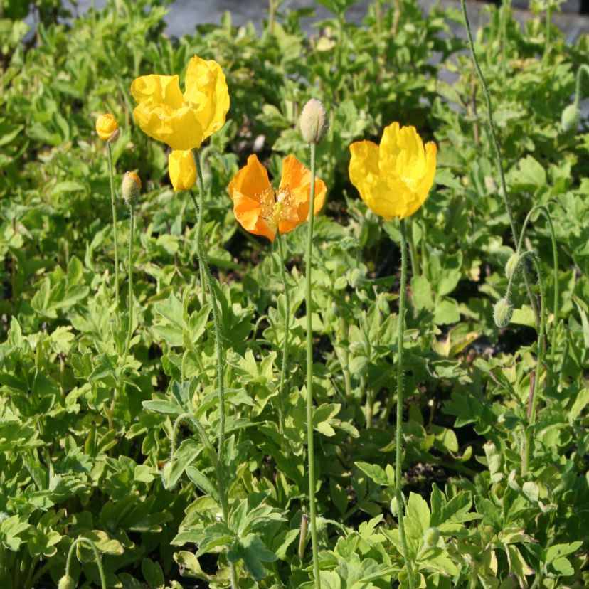 STM - Meconopsis cambrica