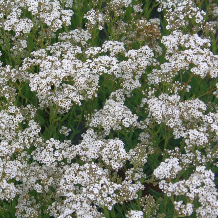 STM - Gypsophila pan. 'Festival Star'