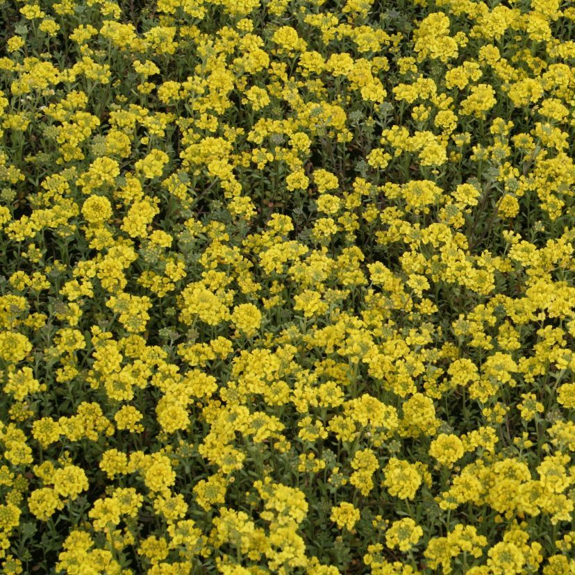 Alyssum montanum 'Berggold'