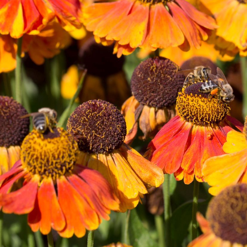 STM - Helenium hybr. 'Sahin's Early Flowerer'