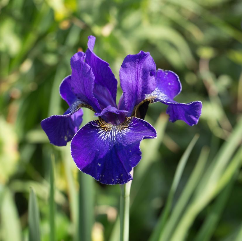 Iris sibirica 'Silver Edge'