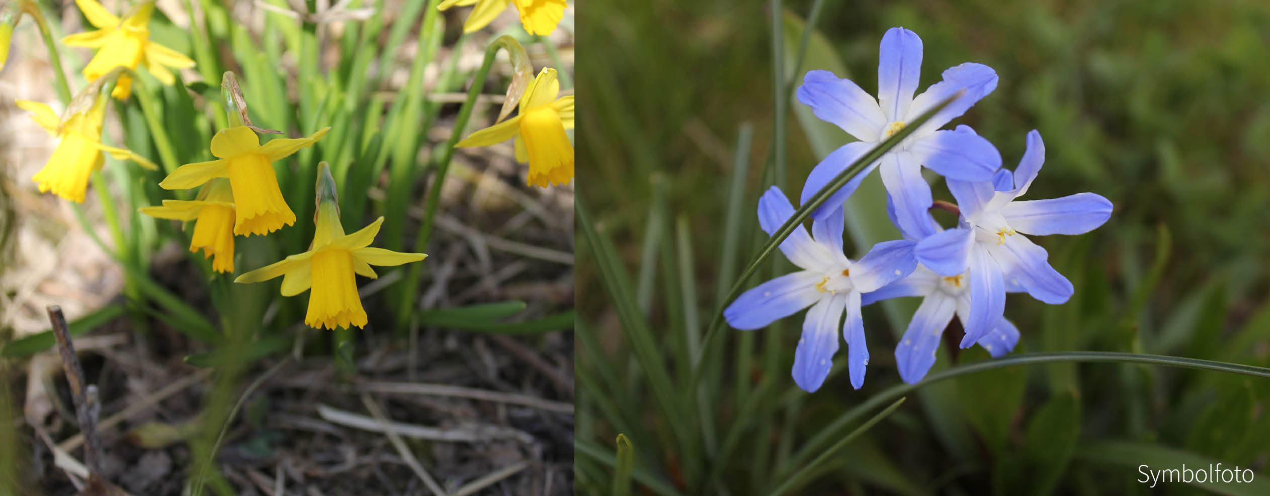 Blütenwucht - Zwiebel-und Knollenmischung