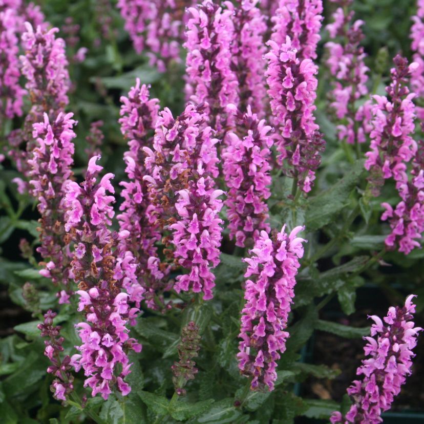 STM - Salvia nemorosa 'Pink Delight'