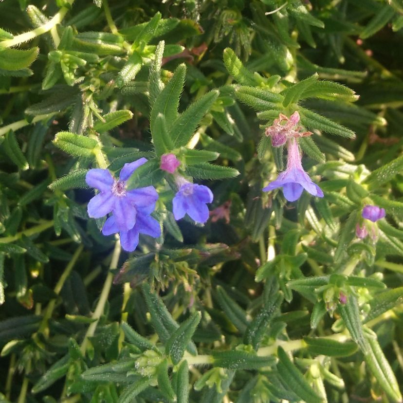 STM - Lithodora diffusa 'Grace Ward'