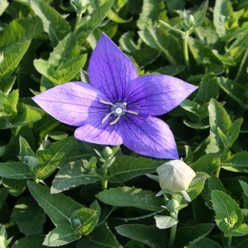 STM - Platycodon grdfl. 'Codo Blue'