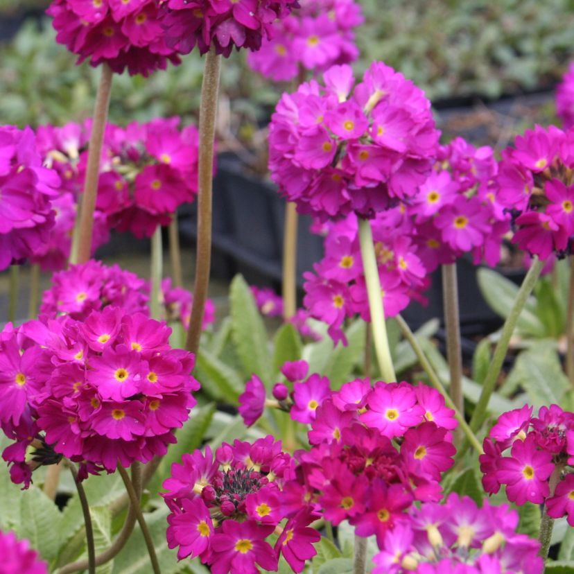 Primula denticulata 'Rubin'
