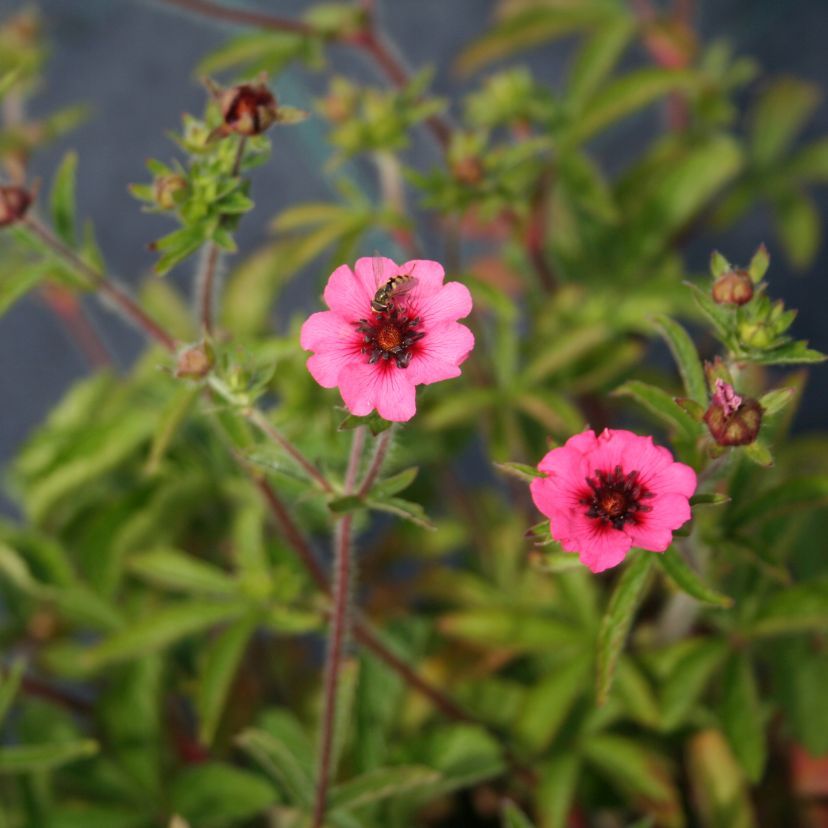 Potentilla nepalensis 'Miss Willmott'