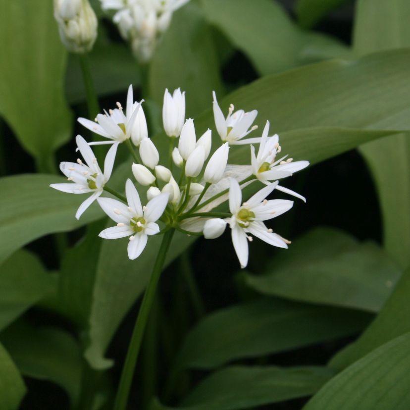 Allium ursinum