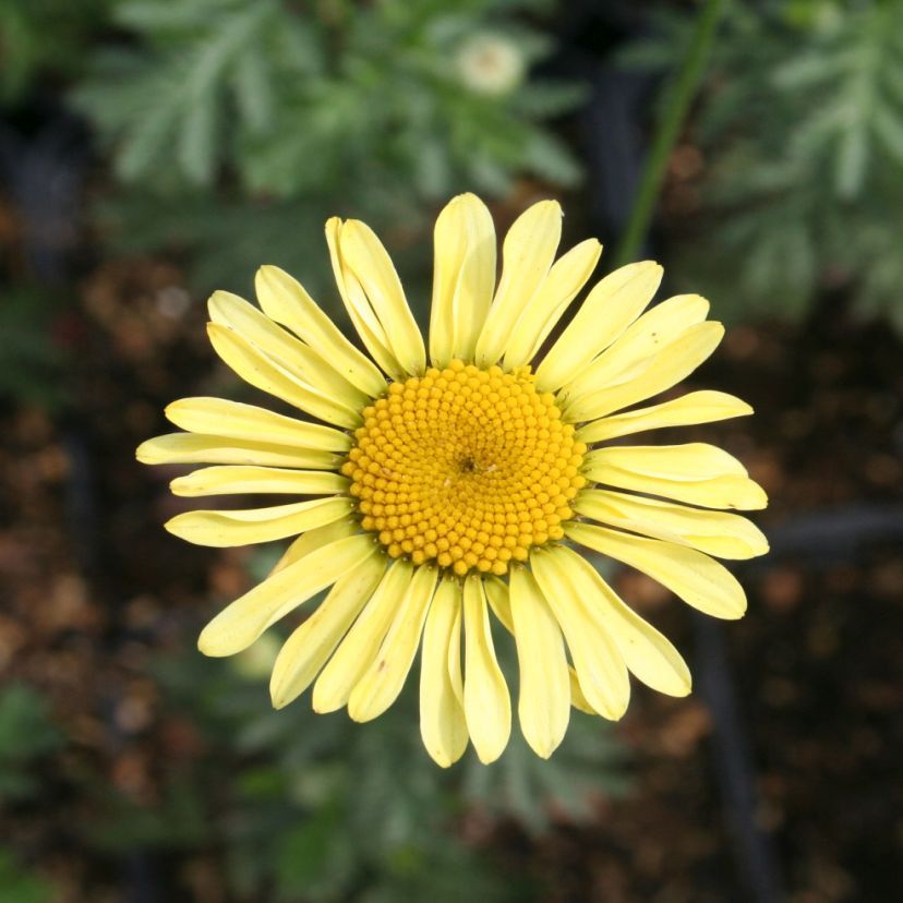 Anthemis tinctoria 'E.C.Buxton'