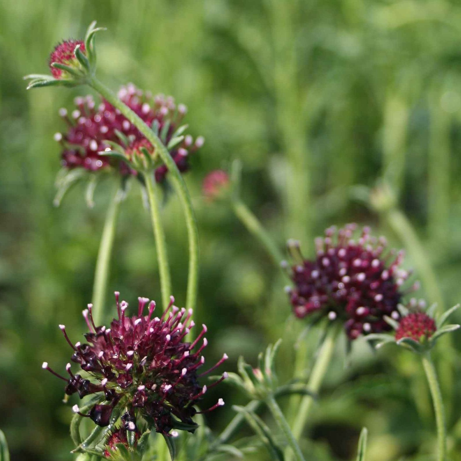 STM - Scabiosa atropurpurea 'Chile Black'