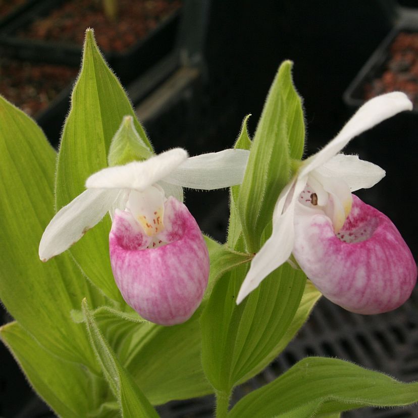 STM - Cypripedium reginae