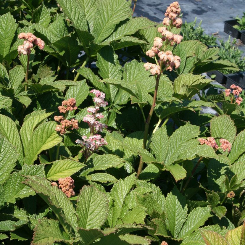 STM - Rodgersia podophylla 'Saarbrücken'