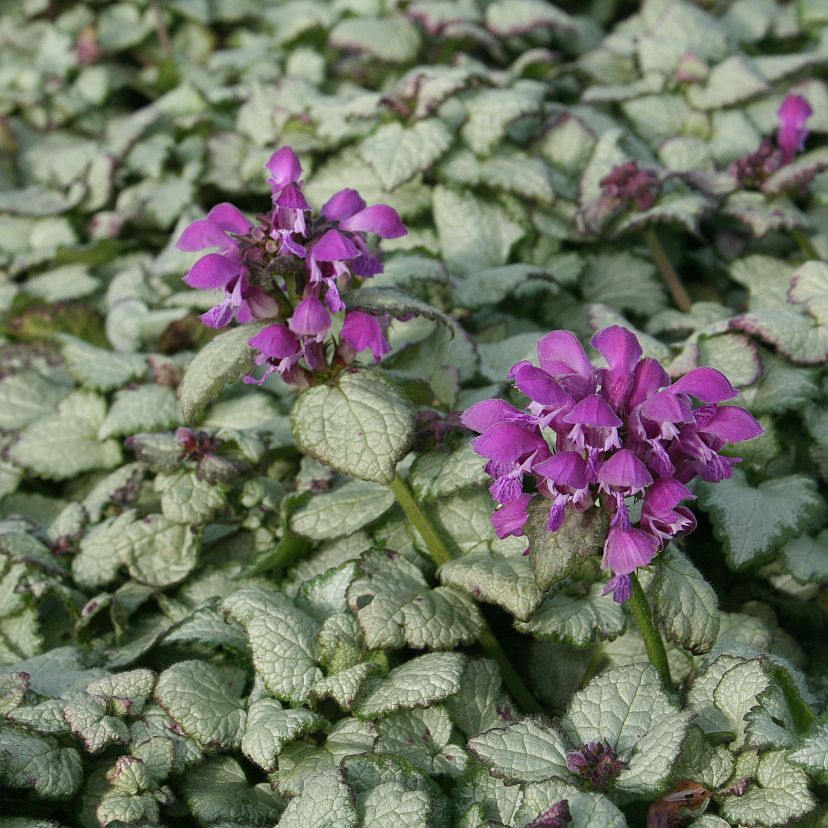 STM - Lamium maculatum 'Sterling Silver'