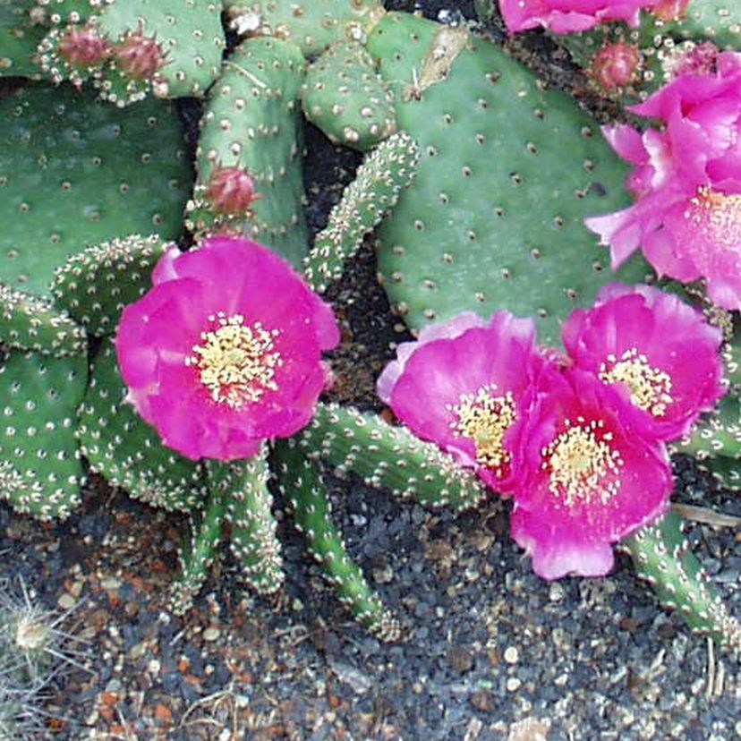 STM - Opuntia Fragilis-Hybr. 'Freiberg'