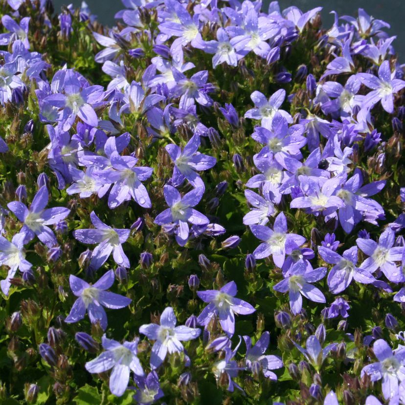 STM - Campanula posch. 'Frühlingszauber'