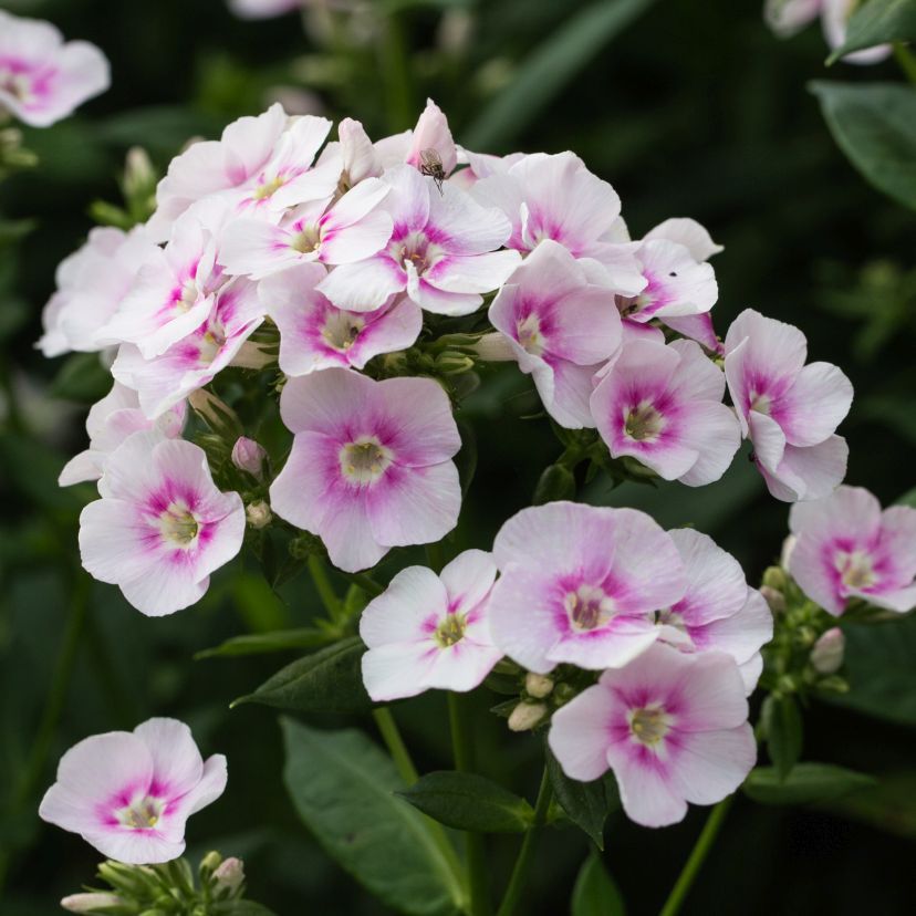 STM - Phlox panic. 'Younique Bicolor'