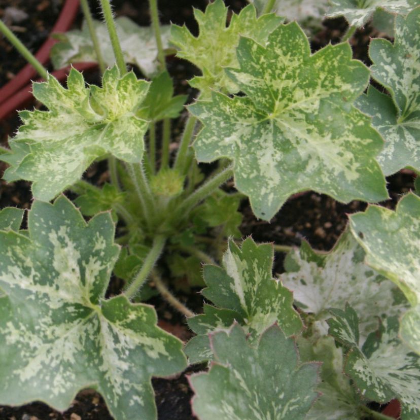 STM - Heuchera hybr. 'Dew Drops'