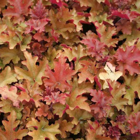 STM - Heuchera hybr. 'Marmelade'