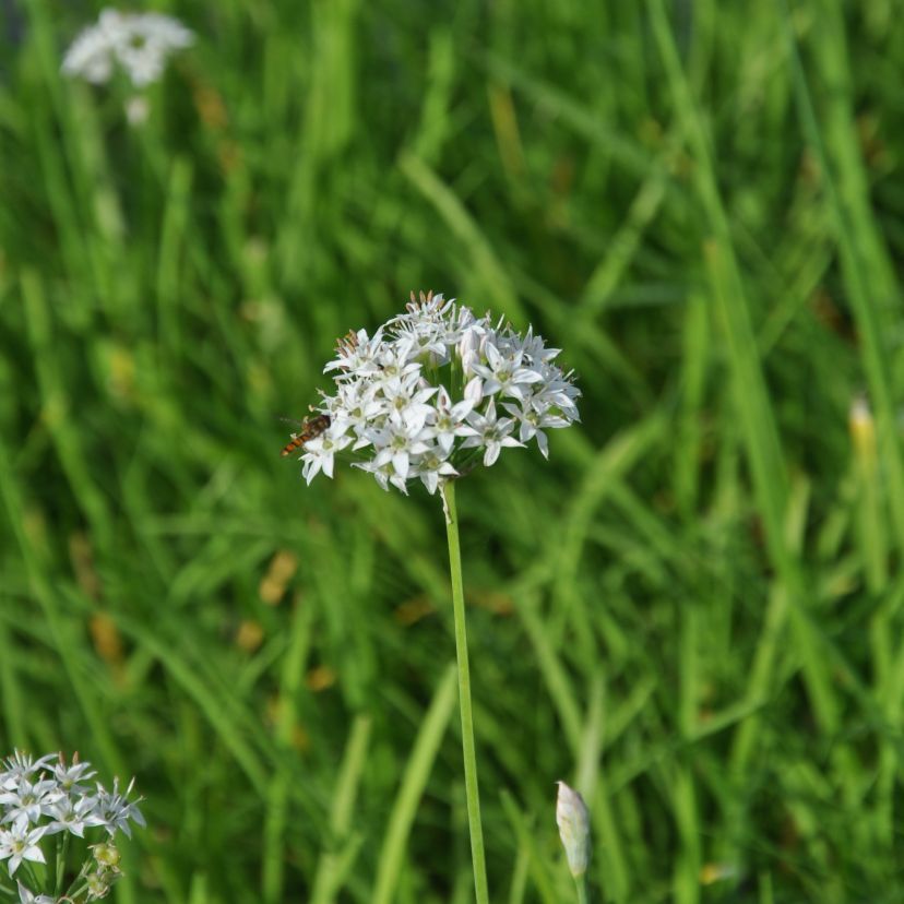 Allium tuberosum