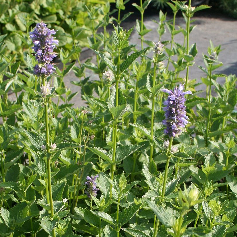 STM - Agastache foenicul.