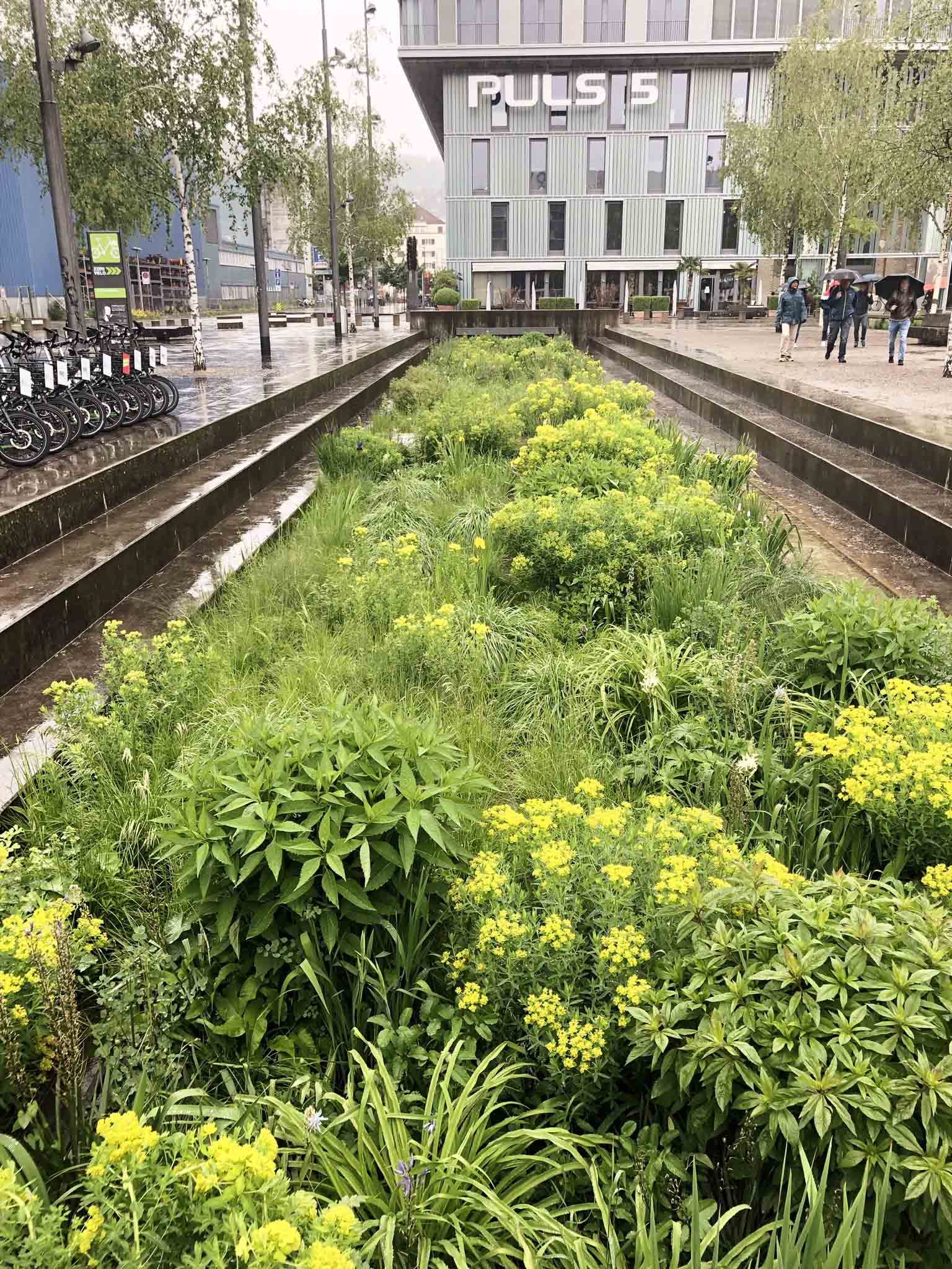 Tiefbeetmischung Turbinenplatz - Wädenswiler Staudenmischpflanzung als Fertigmischung pflanzfertig vorgemischt