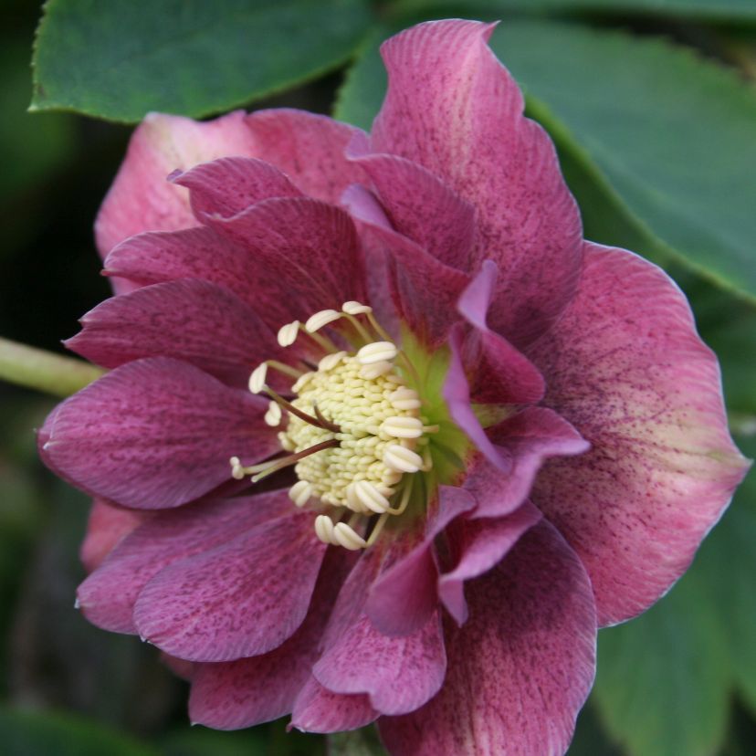 Helleborus orien. 'Double E. Red'