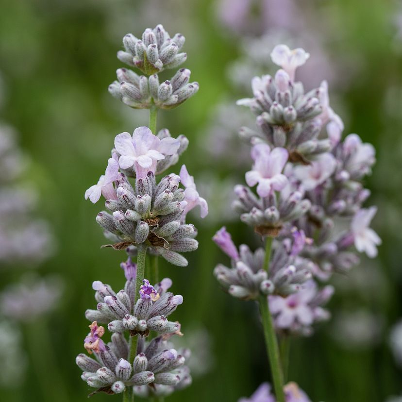 STM - Lavandula angustif. 'Miss Katherine'