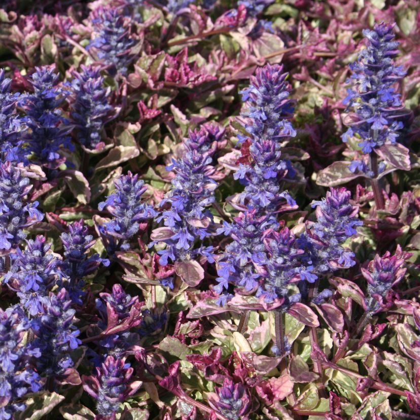 Ajuga reptans 'Burgundy Glow'