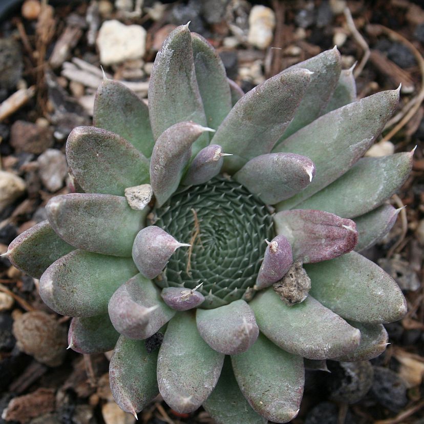 STM - Orostachys spinosus