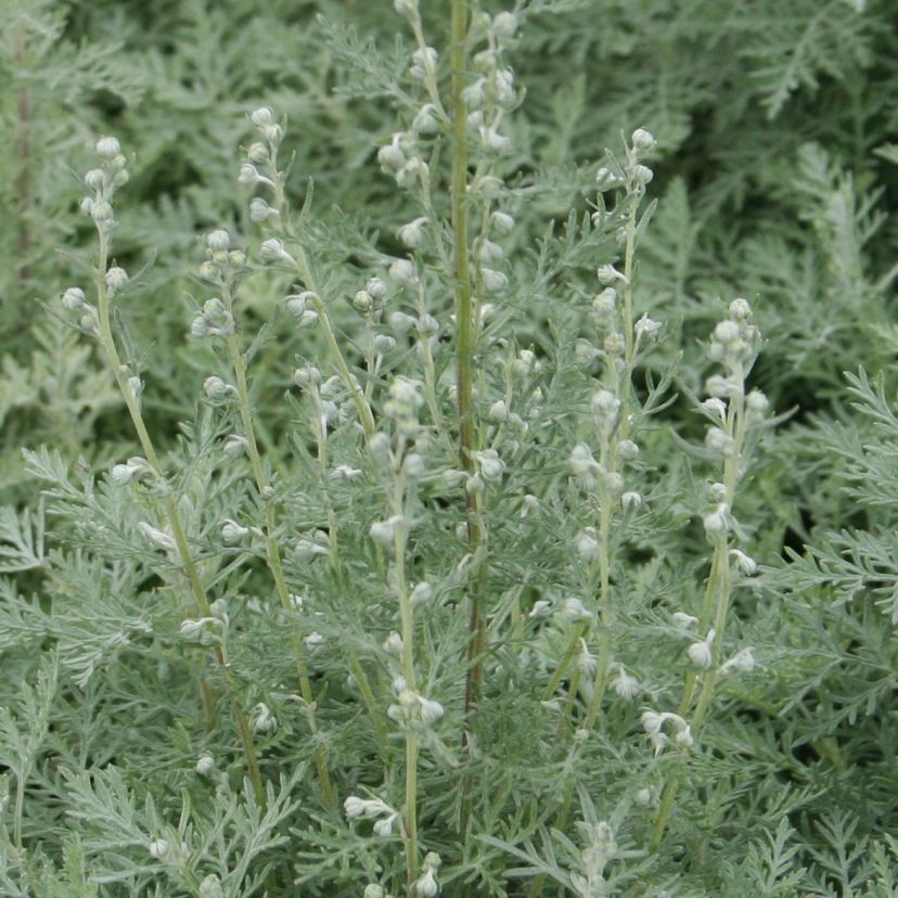 STM - Artemisia pontica