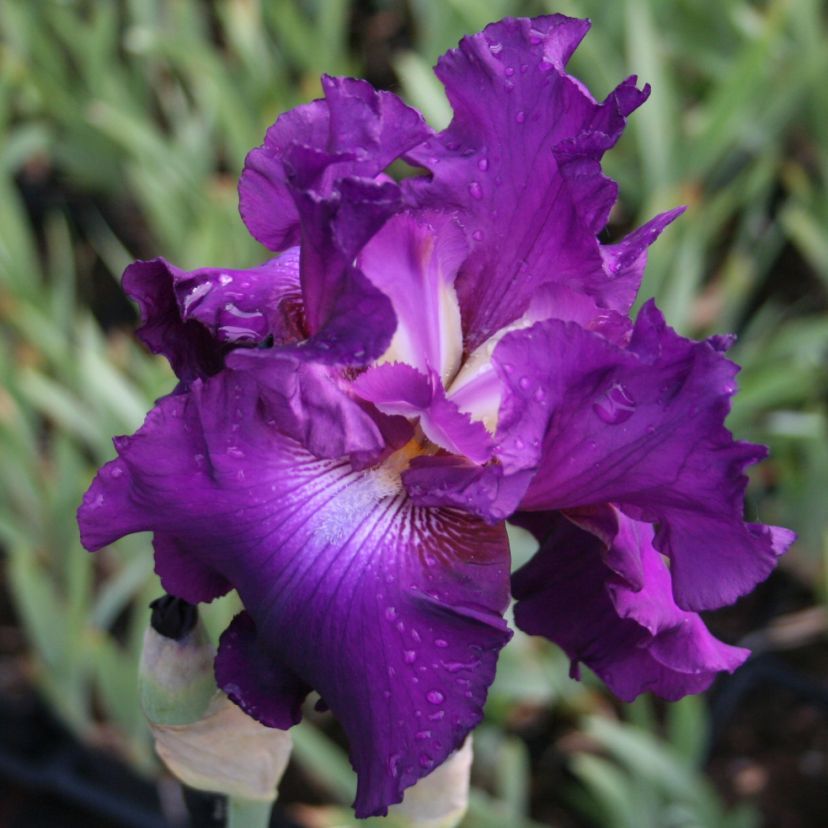 Iris barb.- elat. 'Nachteule'